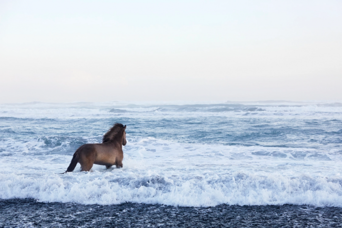 Посмотрите, насколько волшебно выглядят лошади в Исландии