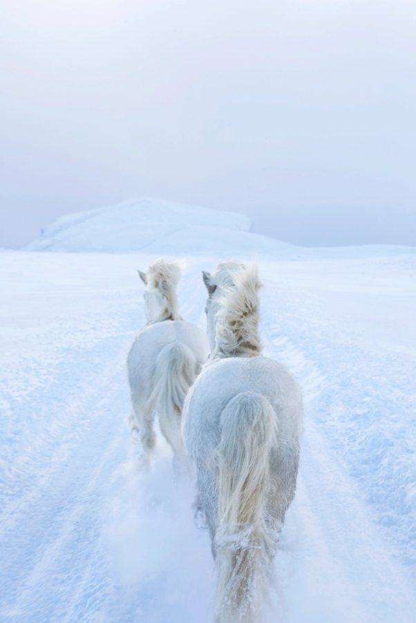 Посмотрите, насколько волшебно выглядят лошади в Исландии