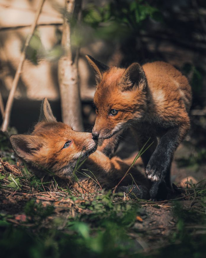 Фотограф заслужил доверие рыжих лисиц и сделал шикарные снимки