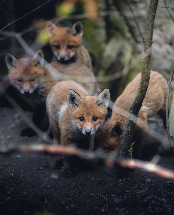Фотограф заслужил доверие рыжих лисиц и сделал шикарные снимки