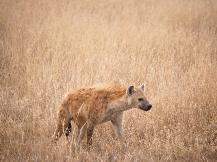 Насколько правдиво то, что мы знаем о гиенах из «Короля Льва»?
