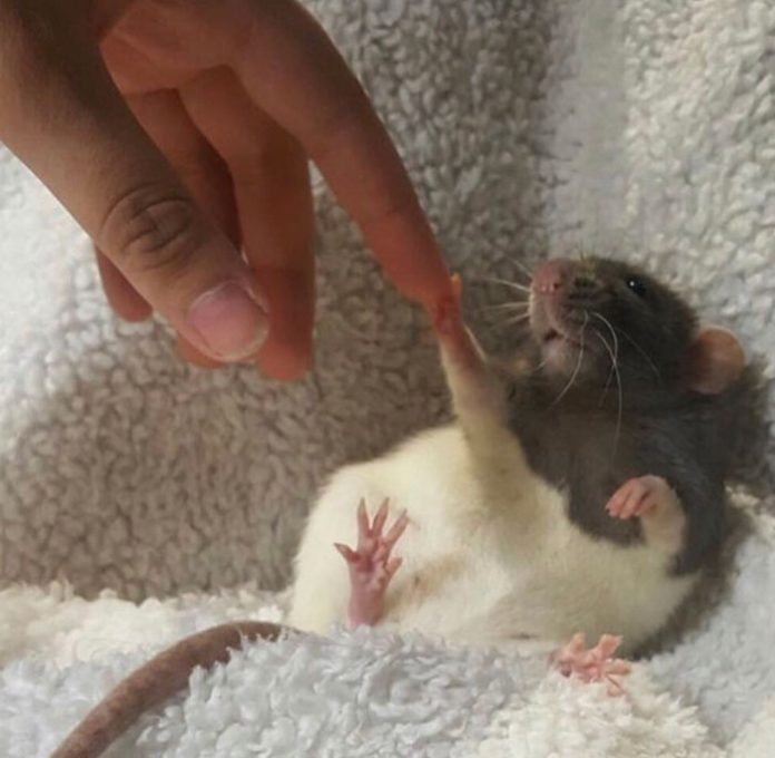 20 фотографий, доказывающих, что крысы – настоящие очаровашки