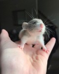 20 фотографий, доказывающих, что крысы – настоящие очаровашки
