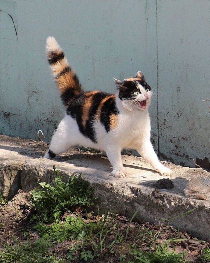 15 фотографий, доказывающих, что у каждой кошки есть свои причуды
