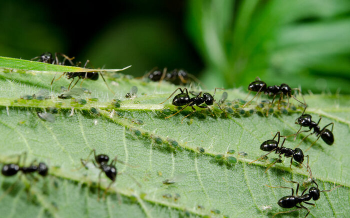 Как избавиться от муравьев в саду и доме? Изучили самые простые и действенные способы
