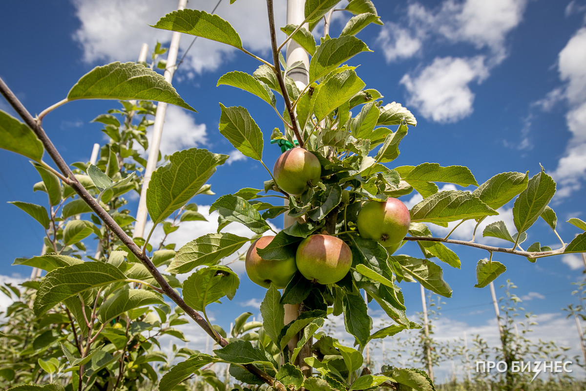 «С одного дерева можно снять на $ 100». Сын занялся яблочным бизнесом отца — и ни сад, ни выручку не узнать