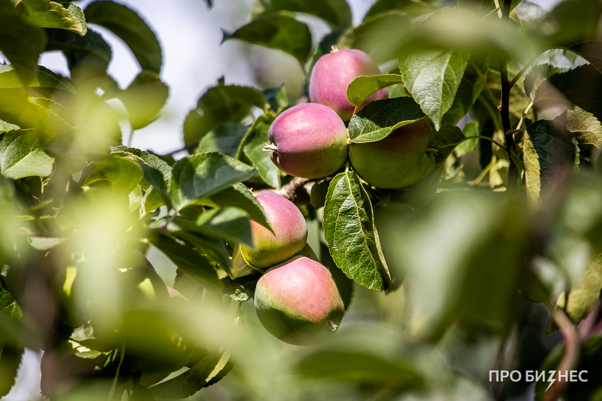 «С одного дерева можно снять на $ 100». Сын занялся яблочным бизнесом отца — и ни сад, ни выручку не узнать