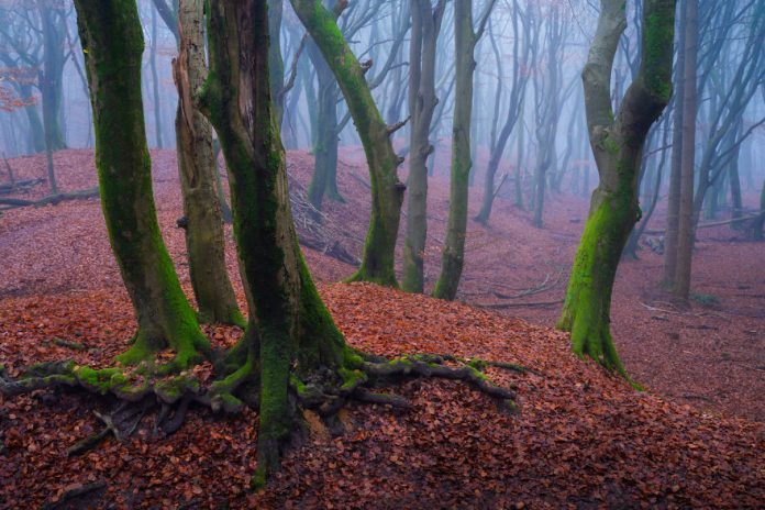 Фотограф-пейзажист считает Нидерланды самой красивой страной. И вот почему