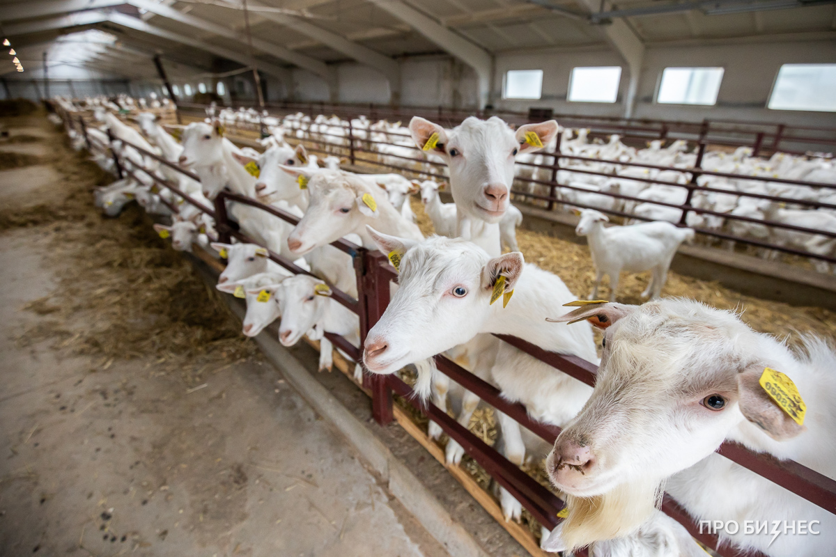 «Белорусы с недоверием смотрели на козье молоко». Как фермер растит коз и привозит из Франции медали за свои сыры