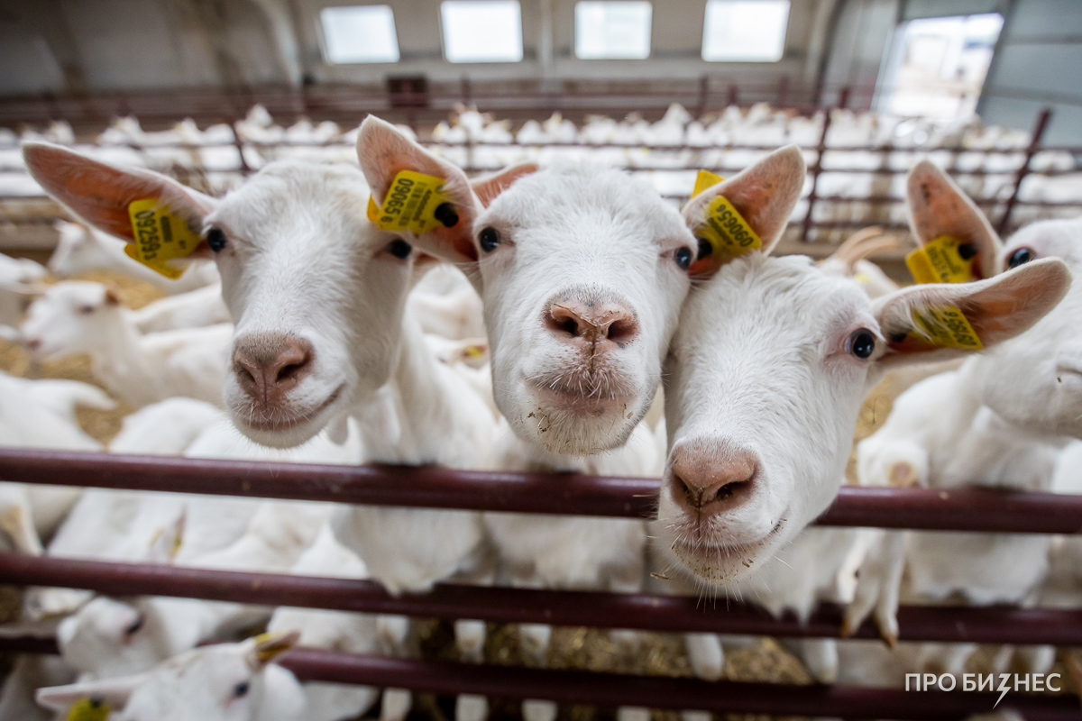 «Белорусы с недоверием смотрели на козье молоко». Как фермер растит коз и привозит из Франции медали за свои сыры