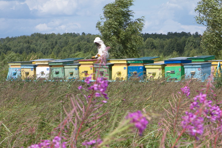 «Из маленькой белорусской деревни отправляли мед в США и Японию». История теплого и вкусного семейного бизнеса