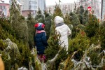 «Спрос даже выше, чем в прошлом году». Как отреагировал на кризис бизнес по продаже и аренде живых новогодних елей