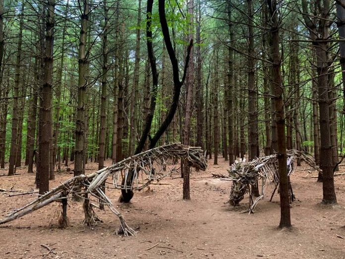 20 неожиданных и странных вещей, найденных в лесу во время прогулки