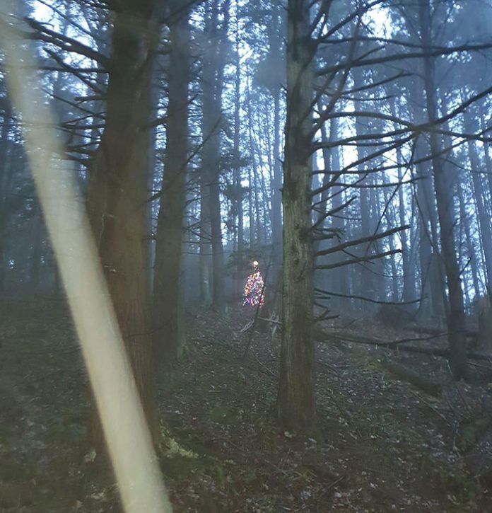 20 неожиданных и странных вещей, найденных в лесу во время прогулки