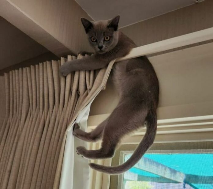 25 доказательств того, что кошки могут бросить вызов гравитации