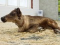 Зубренок появился на свет в Минском зоопарке