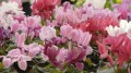 Тюльпаны и розы к 8 Марта вырастили в белорусских теплицах