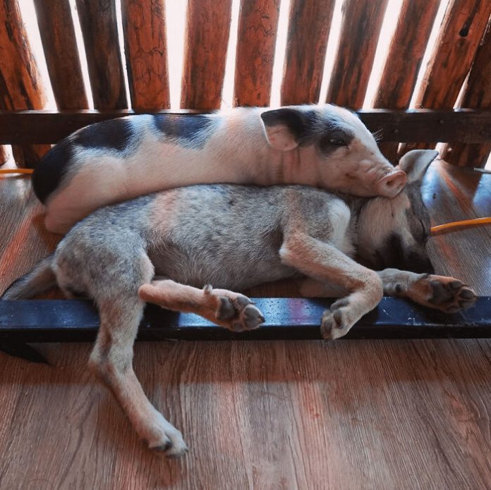 17 примеров трогательной дружбы домашних животных
