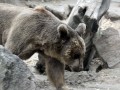 Погода в СНГ: в Казахстане проснулись бурые медведи, в Армении уже можно загорать