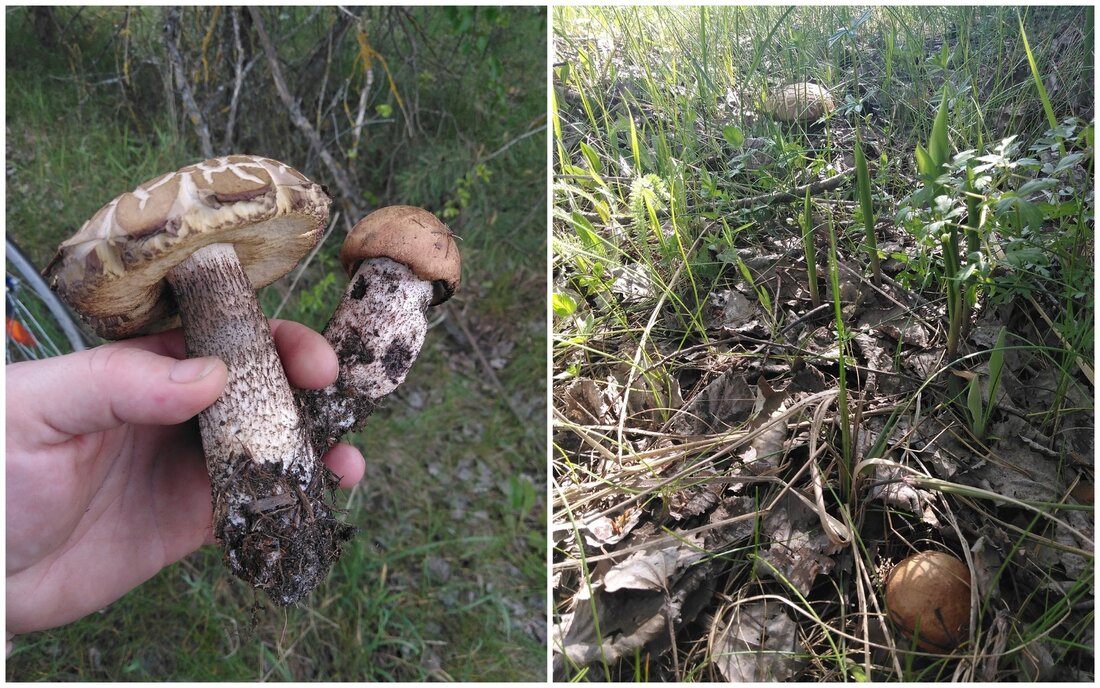 Пошли грибы (и даже подосиновики)! Белорусы рассказали, в каких местах их удалось найти