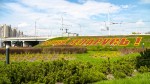 Деревья, кустарники и 15 тысяч роз высадили в Минске