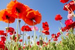 Погода в СНГ: риск схода оползней на юге Кыргызстана, маковые поля под Алматы