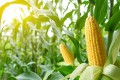 Сеять кукурузу начали в Беларуси