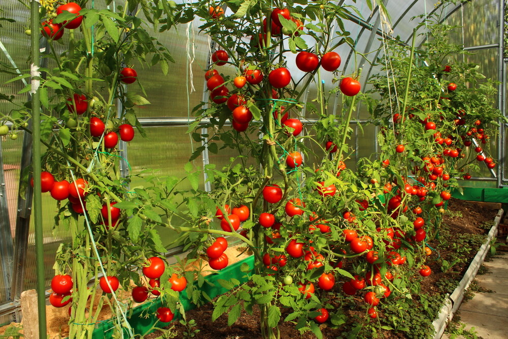 Теплицы для помидоров и огурцов будут модернизированы в Беларуси