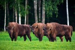 День охраны окружающей среды: как берегут природу в Беларуси?