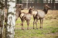 Благородных оленей выпустили из вольеров на волю в Беларуси для восстановления популяции