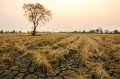 Погода в СНГ: в Казахстане возрос риск природных пожаров, зной высушил почву в Беларуси