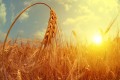 В Беларуси собрали семь миллионов тонн зерна