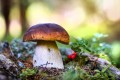 Белорусы научились производить особый торфяной грунт для выращивания грибов