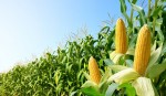 Как правильно собирать кормовую кукурузу, рассказал белорусский фермер