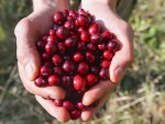 Сбор клюквы начался в лесах Беларуси
