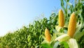 Как правильно собирать кормовую кукурузу, рассказал белорусский фермер
