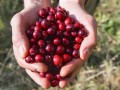 Сбор клюквы начался в лесах Беларуси