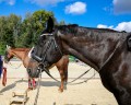 Открытый чемпионат Беларуси по конному спорту собрал 100 пар участников