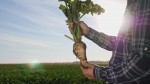 Сбор сахарной свеклы раньше обычного начался в Беларуси