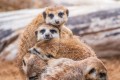 Обитатели Минского зоопарка перебрались в зимние вольеры