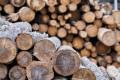 Россия и Беларусь объединят системы учета древесины