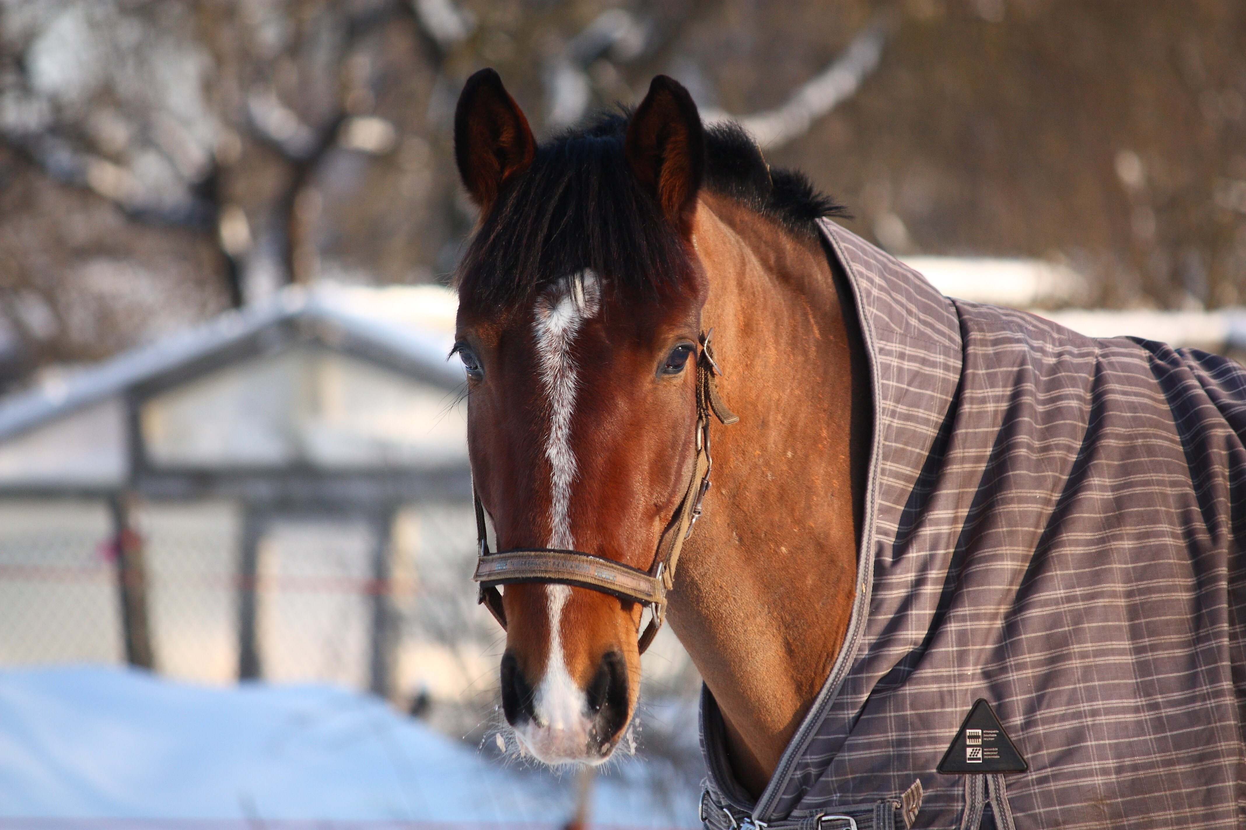 Белорусский волонтер из глубинки спасает лошадей от бойни