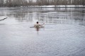 Минские «моржи» устроили традиционные купания в первые дни Нового года