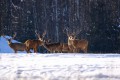 Книгу о национальных парках издали в Беларуси