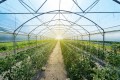 Производство отечественных овощей увеличили в Беларуси