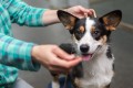 Закон об ответственном обращении с животными принят в Беларуси