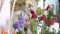 Обилием весенних цветов встретил посетителей Ботанический сад в Минске