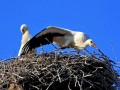 Новоселье для аистов: птиц в Беларуси переселяют в комфортабельные гнезда