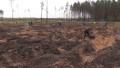 Сотрудники Исполкома СНГ и МТРК «Мир» посадили сосны под Минском