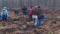 Акция «Обновим лес вместе» собрала в Беларуси десятки тысяч участников